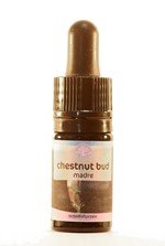 Chestnut Bud – Estratto Madre